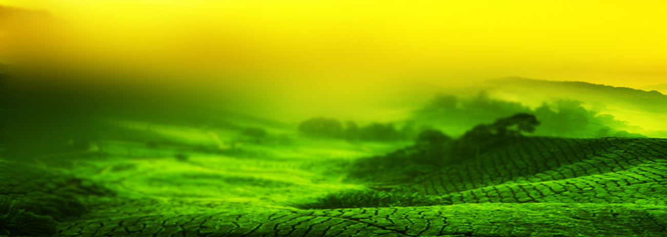 Tea Dealers in Kerala, Tea Traders In Kerala, Tea Trader, Tea exporter in Kerala, Tea Trading, ctc dust tea , Green Tea, Tea Traders in Kerala , Wholesale Tea Dealers of Kerala, rainbow Trading Compony, tea exporters in kerala, tea suppliers in kerala, tea powder suppliers in kerala, tea exports from kerala.