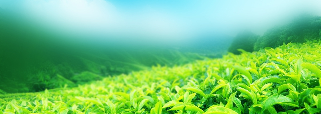 Tea Dealers in Kerala, Tea Traders In Kerala, Tea Trader, Tea exporter in Kerala, Tea Trading, ctc dust tea , Green Tea, Tea Traders in Kerala , Wholesale Tea Dealers of Kerala, rainbow Trading Compony, tea exporters in kerala, tea suppliers in kerala, tea powder suppliers in kerala, tea exports from kerala.